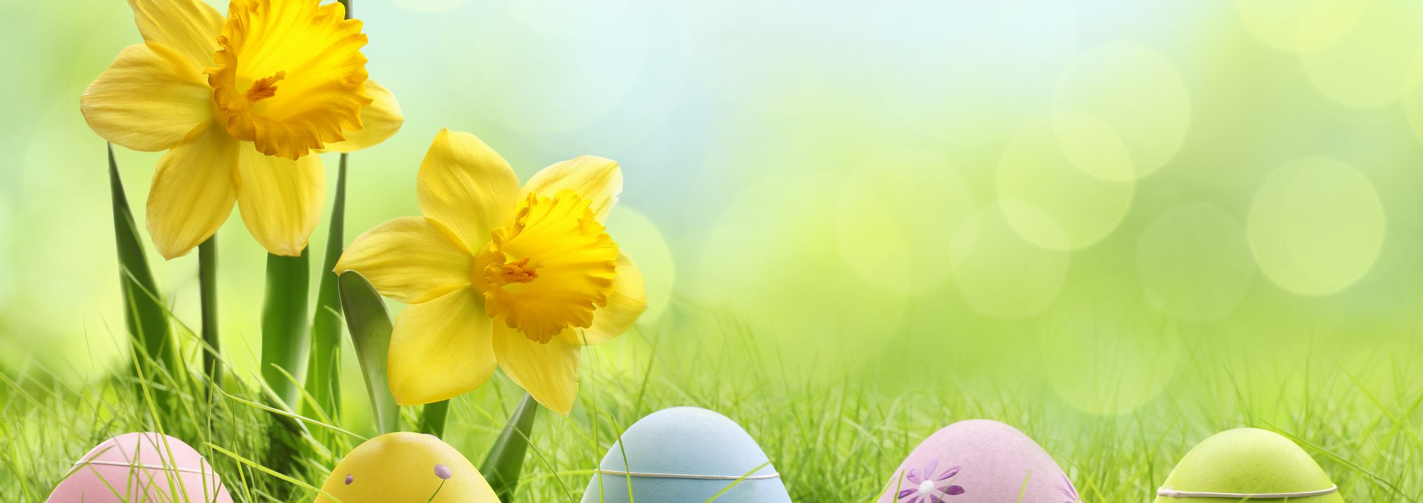 Easter day Easter eggs hiding in the grass with daffodil flower