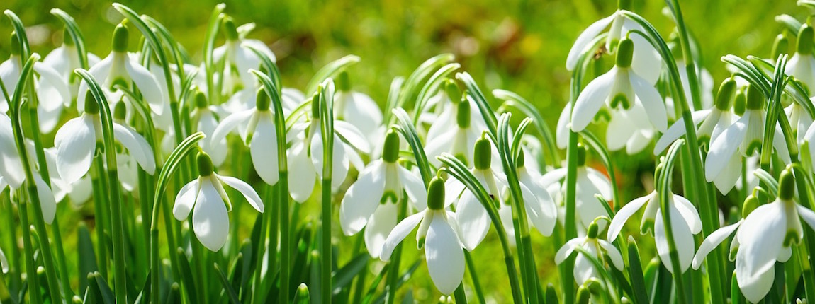 snowdrop-1025076_1280